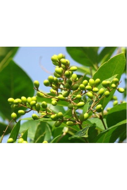 Выращивание бирючины в Украине